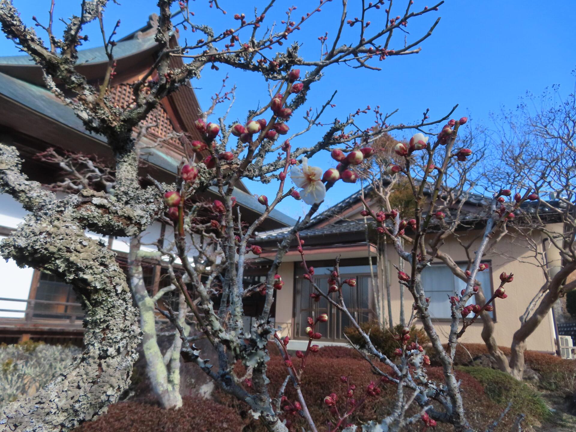 2026年2月1日 (日) 画像